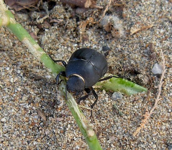 Erodius orientalis ssp. oblonga, Tenebrionidae