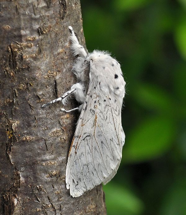 bella sorpresa: Cerura erminea, Notodontidae