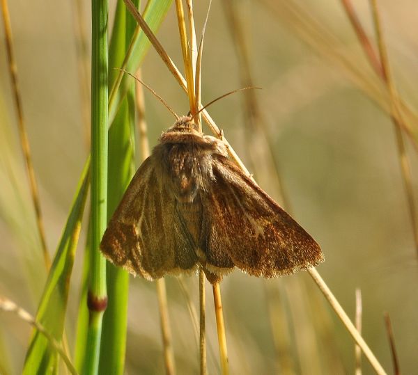 Una dimenticata - Cerapteryx graminis, Noctuidae