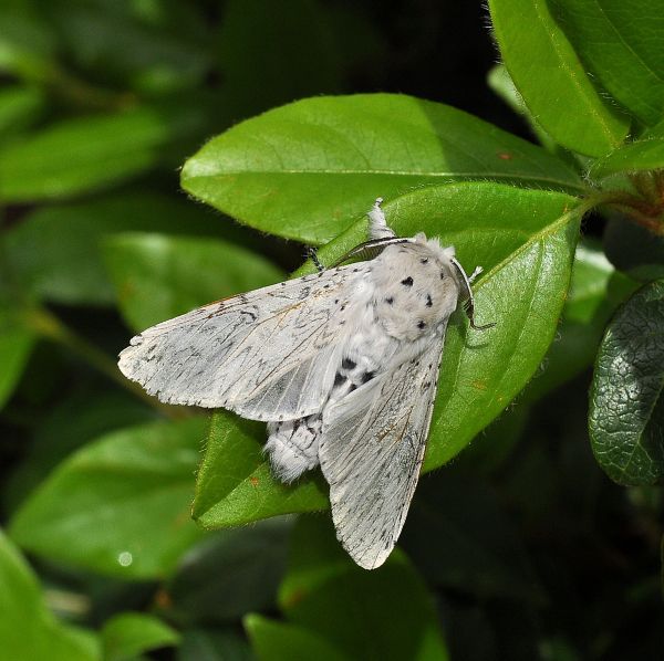 bella sorpresa: Cerura erminea, Notodontidae