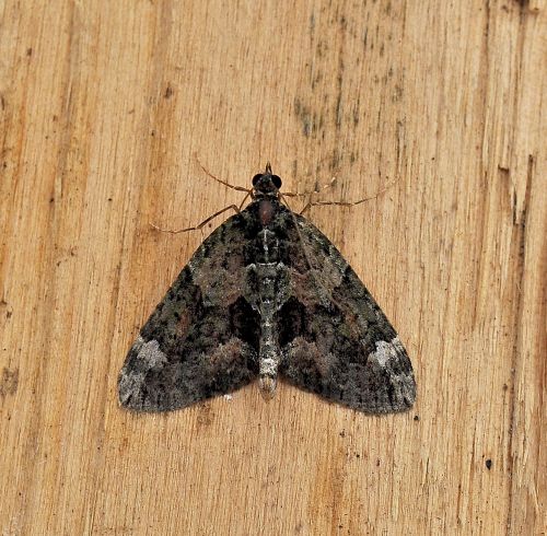 Chloroclysta miata? No, Chloroclysta siterata, Geometridae