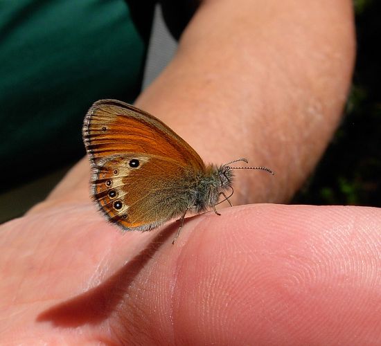 Coenonympha darwiniana