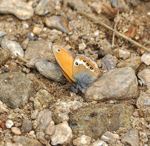 Coenonympha arcania ciuca