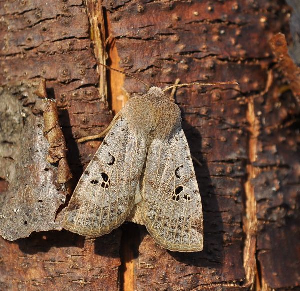 Conistra rubiginosa e un pteroforus