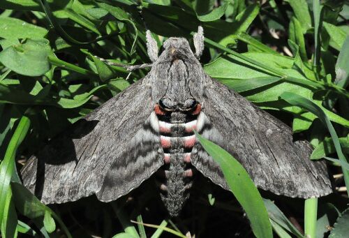 Sphingidae di Pogno