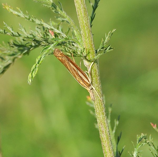 Crambus pasquellus ?