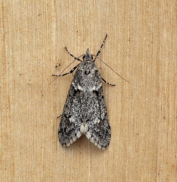 Diurnea fagella (Chimabachidae),Eudonia angustea (Crambidae)