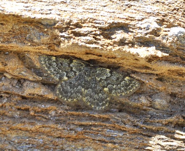 Glacies canaliculata? S - Geometridae