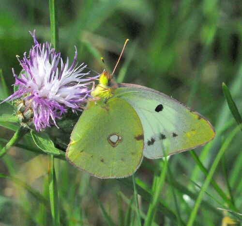 Colias crocea f. helice?