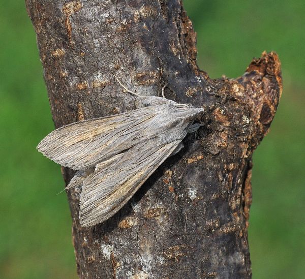 Cucullia (Cucullia) umbratica