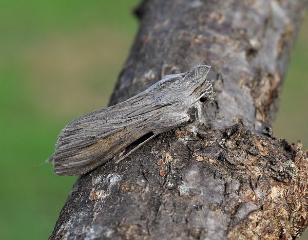 Cucullia (Cucullia) umbratica