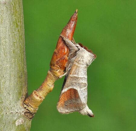 Clostera curtula