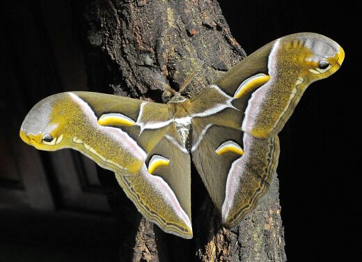 Saturniidae di Pogno