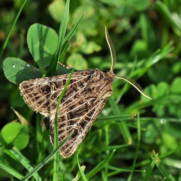 Tholera decimalis