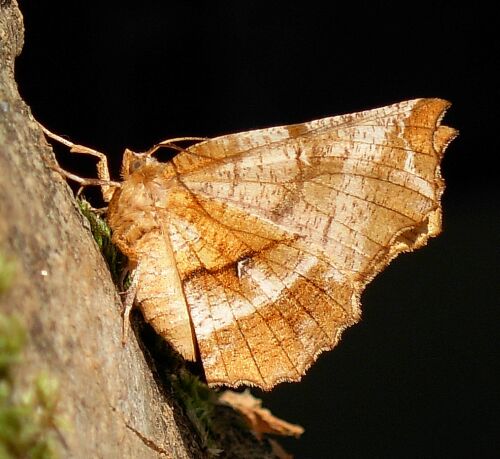 ancora S. dentaria ???