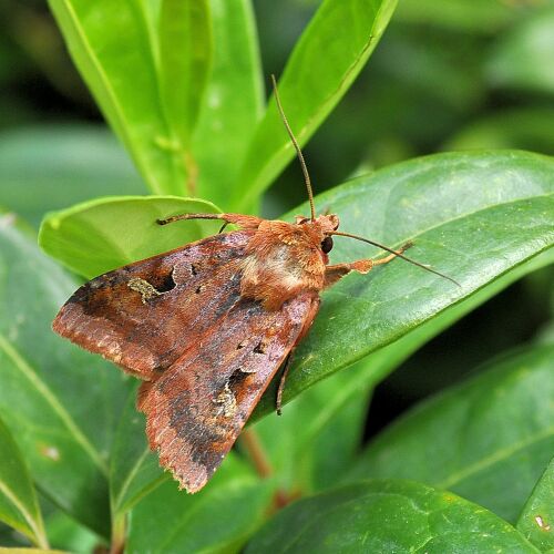 Diarsia guadarranensis ??????