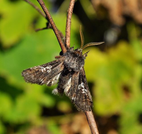 Diloba caeruleocephala