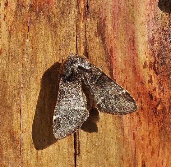 magro bottino - Calliteara pudibunda e Drymonia dodonaea