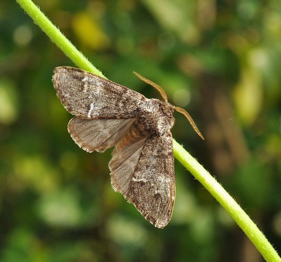 Ieri notte - Drymonia dodonea e Pseudoips prasinana