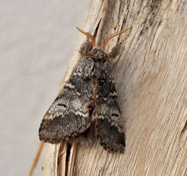 Drymonia ruficornis