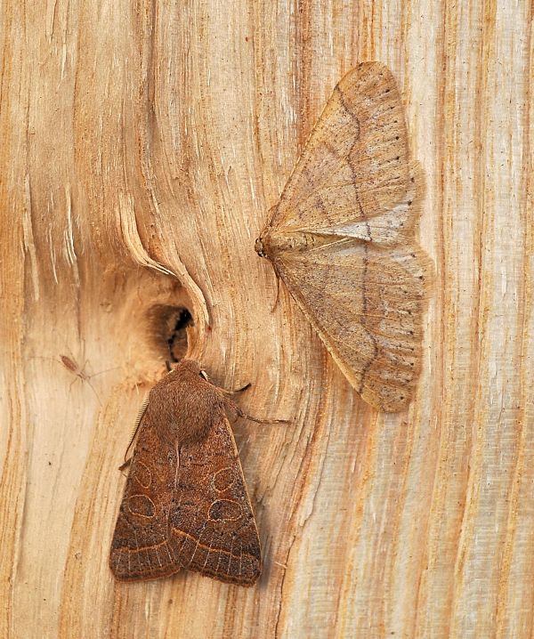 alla partenza per la primavera: Noctuidae e Geometridae