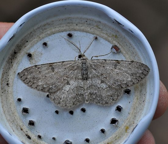 Elophos vittaria ? Cfr. Hypomecis punctinalis