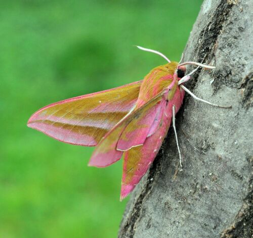 Sphingidae di Pogno