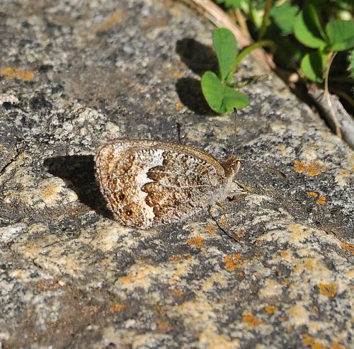 Erebia euryale? No, Erebia montana