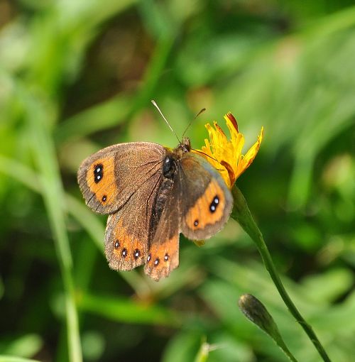 Erebia euryale? No, Erebia montana