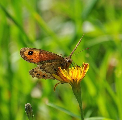 Erebia euryale? No, Erebia montana