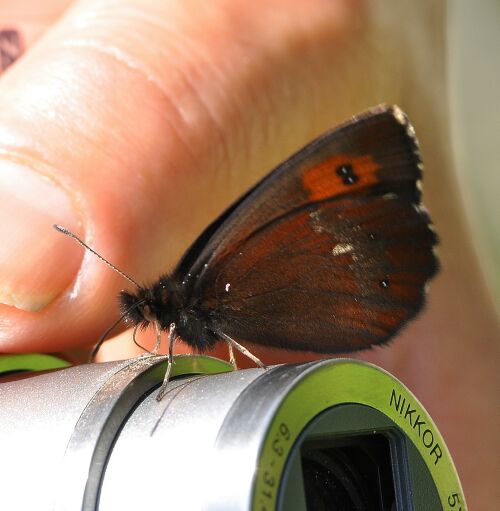 Erebia ligea ?