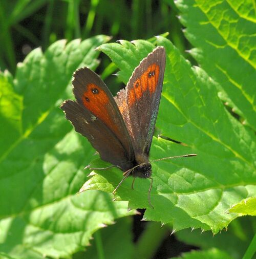 Erebia ligea ?