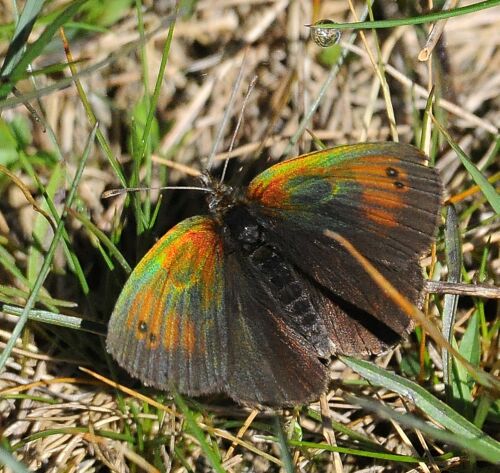 Erebia tyndarus