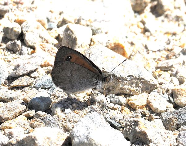 Aiuto id erebie - Erebia tyndarus, Nymphalidae