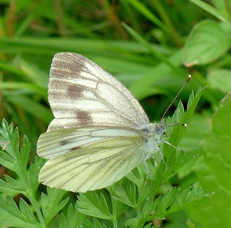 Pieris ergane ????