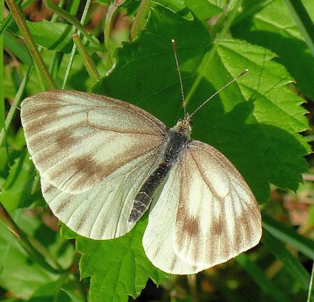 Pieris ergane ????