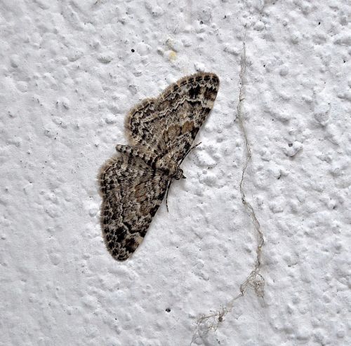 Gymnoscelis rufifasciata, Geometridae