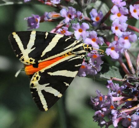 Arctidae di Pogno