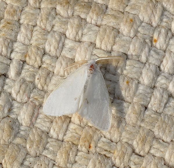 Euproctis similis, Erebidae Lymantriinae