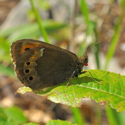 Erebia dalla Slovacchia