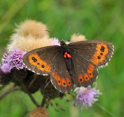 Erebia dalla Slovacchia