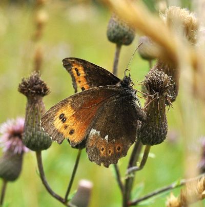 Erebia dalla Slovacchia