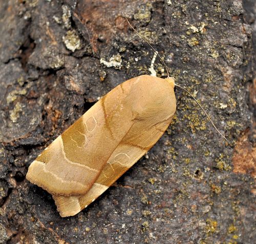 Noctua fimbriata