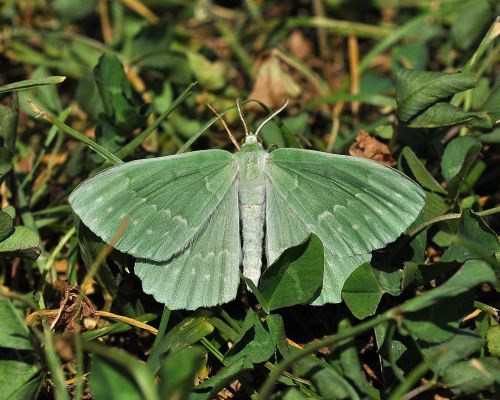 Geometra papilionaria