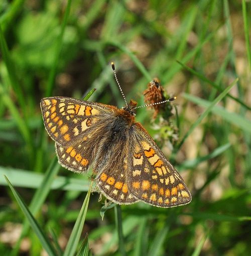 Euphydryas  provincialis / aurinia