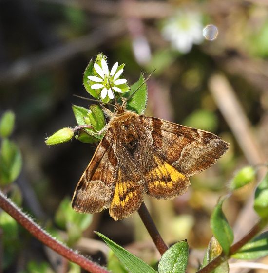 Euclidia glyphica