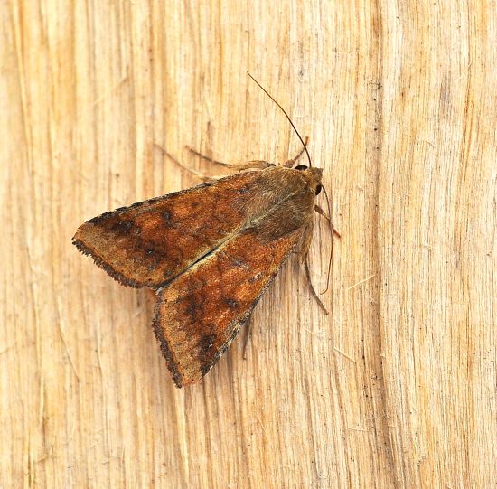 Agrotis ipsilon, Helicoverpa armigera e Xestia xanthographa