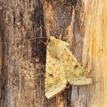 Heliothis nubigera? - No, Helicoverpa armigera