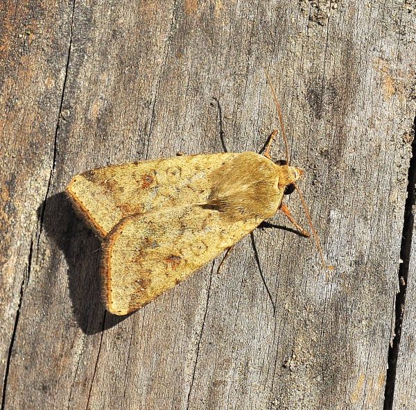 Helicoverpa armigera, Noctuidae