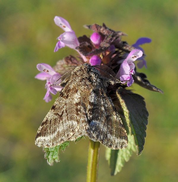 Altra primaverile - Lycia hirtaria, Geometridae